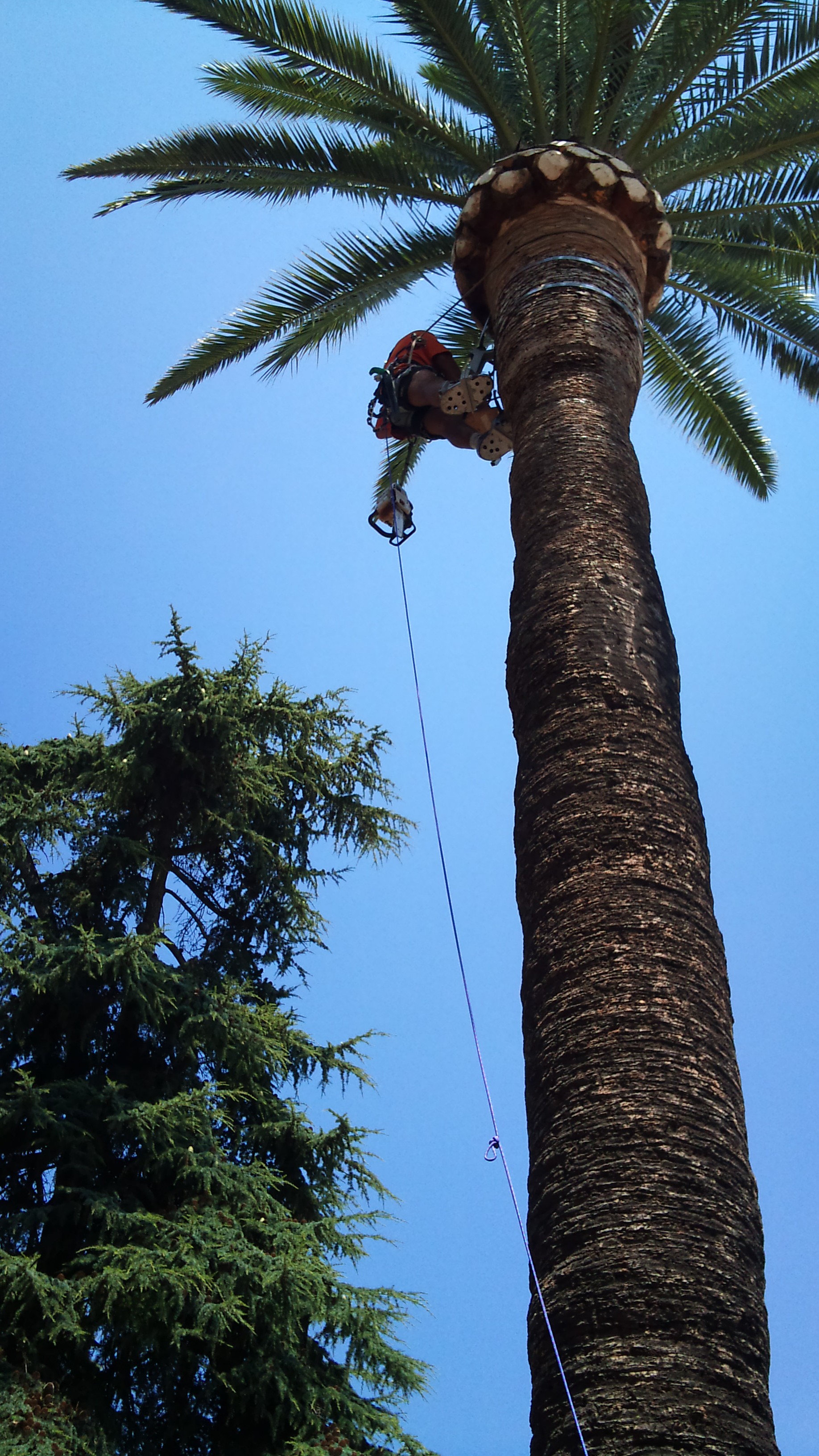 Arboricultura