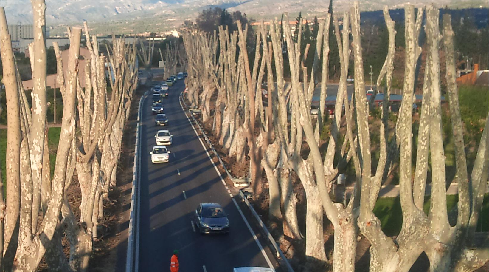 Arboricultura