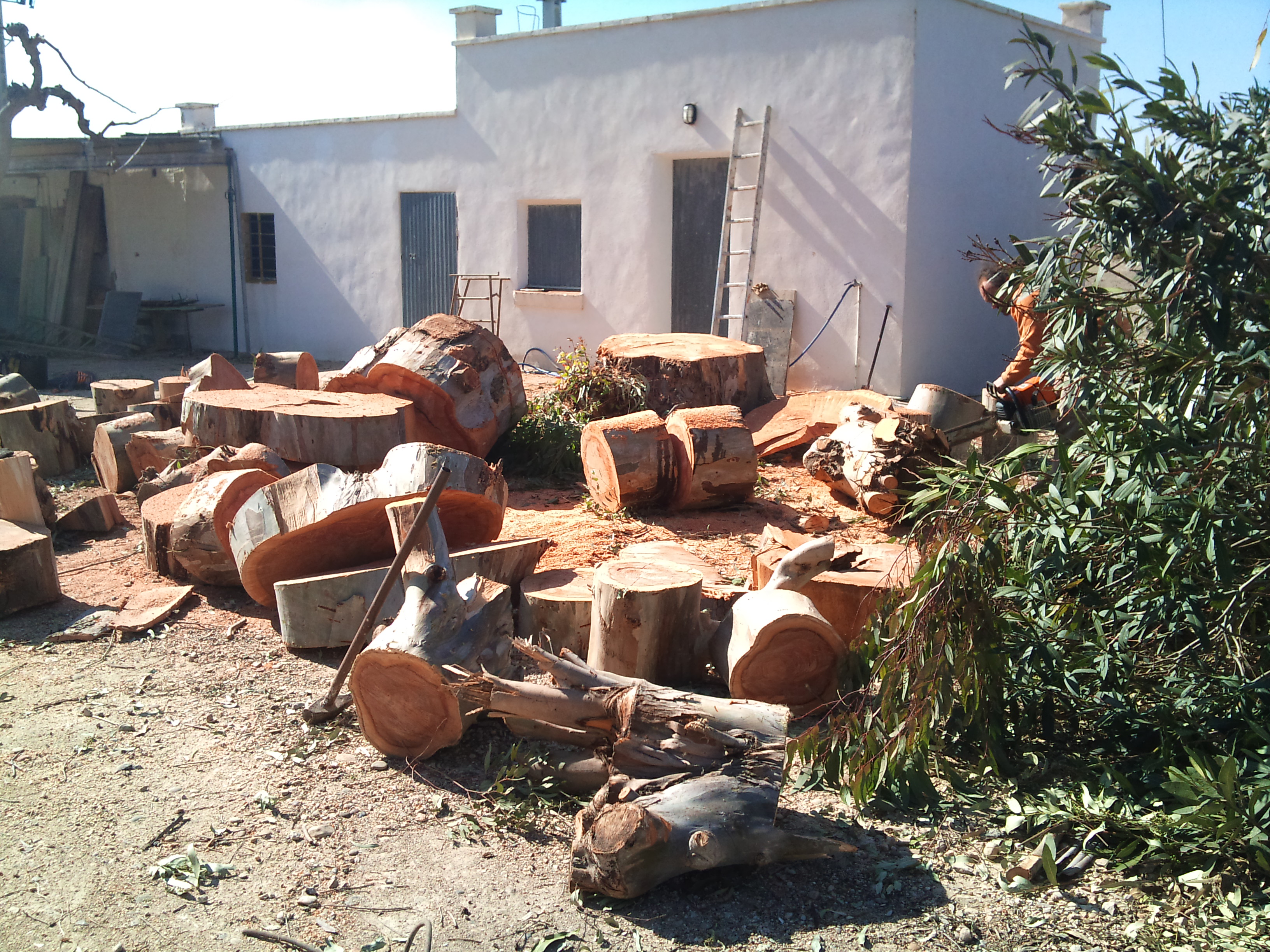 Arboricultura